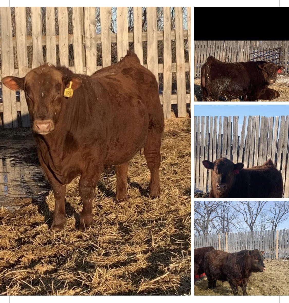 ajspe's tweet photo. We have excellent quality Red Angus yearling bulls for sale. Please share. https://t.co/qJu3n6loyB