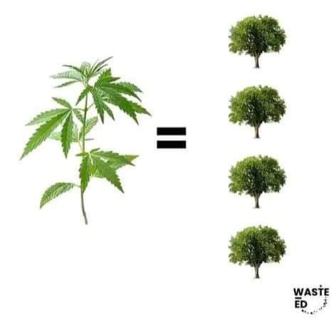 Hibooxxx's tweet photo. 🌳Un seul pied de chanvre pour 4 arbres sauvés ! Plastique, textile, alimentation, biocarburant... Les solutions sont toujours atrocement simples 
#culture #chanvre #hempsecteur #2022chanvremenbon https://t.co/gfkmK2OGq2