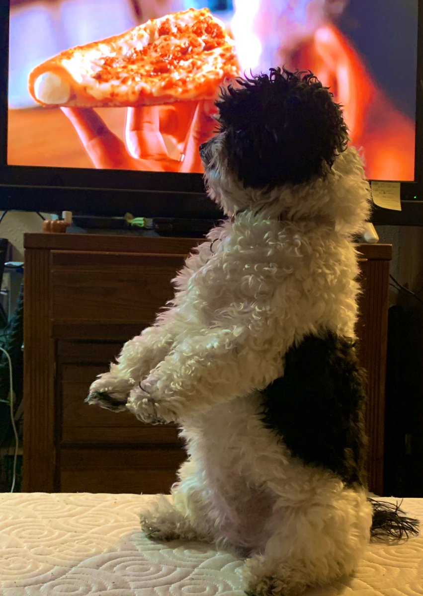 missy_maltipoo's tweet photo. 🍕 when pizza is liiiife!! You rise to your feet 👣 

 #littledogs #pizza #cutedog #cutie #pepperoni #standup #yummy https://t.co/qJdEHbVLaC