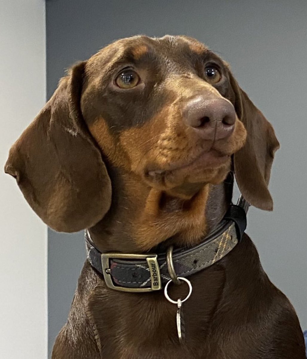hopkinscricket's tweet photo. Our beautiful Truffle in her @Barbour collar #Dachshund https://t.co/XO6uP3qOGm