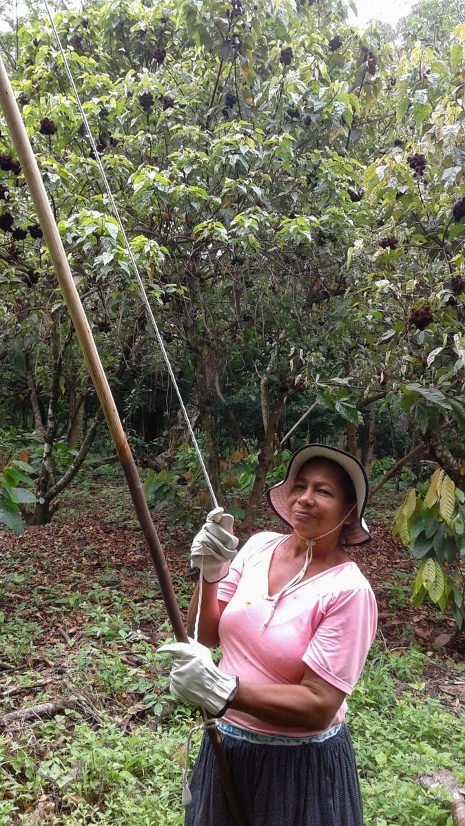 EnvolVertLatino's tweet image. 😍Recolección de semillas para la elaboración de pasta de achiote en Becerril, Cesar😍

El achiote es un árbol nativo de América tropical y es de gran importancia en la preparación de alimentos y en la elaboración de productos cosméticos ❤️🌳

#EnvolVert #BosqueSecoTropical