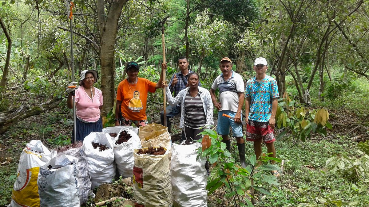 EnvolVertLatino's tweet image. 😍Recolección de semillas para la elaboración de pasta de achiote en Becerril, Cesar😍

El achiote es un árbol nativo de América tropical y es de gran importancia en la preparación de alimentos y en la elaboración de productos cosméticos ❤️🌳

#EnvolVert #BosqueSecoTropical