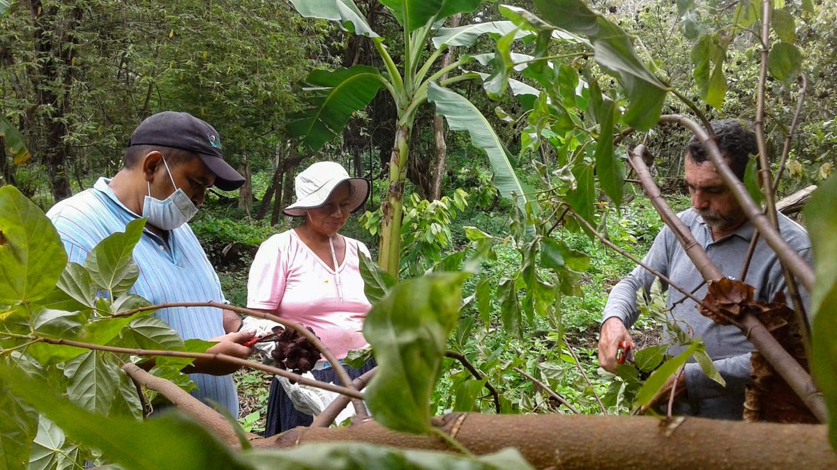 EnvolVertLatino's tweet image. 😍Recolección de semillas para la elaboración de pasta de achiote en Becerril, Cesar😍

El achiote es un árbol nativo de América tropical y es de gran importancia en la preparación de alimentos y en la elaboración de productos cosméticos ❤️🌳

#EnvolVert #BosqueSecoTropical