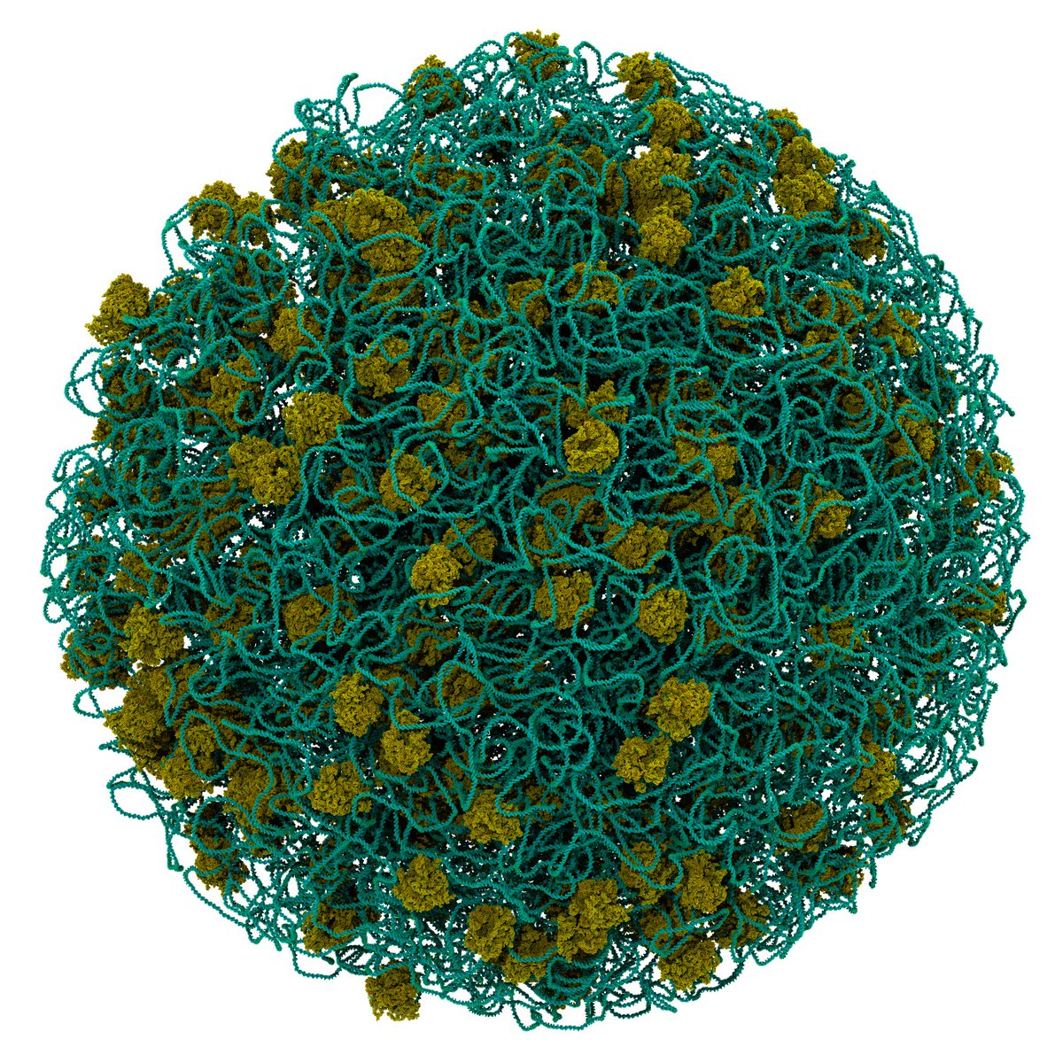JanAdStevens's tweet photo. Sneak peek at a CG model of the full JCVI-Syn3A genome and ribosomes, made with #Martini. Trying to see how far we can push #PolyplyMD, the model counts 25 mln. CG beads!
Awesome project with @fabigrue, @CG_Martini and the Luthey-Schulten group. Let's see if it energy minimizes🤞 https://t.co/Cu8aBX09Gn