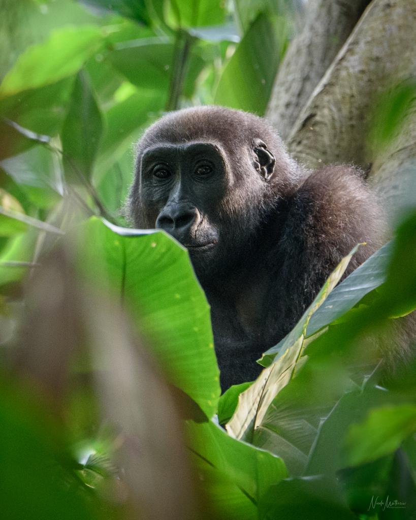 illumina's tweet photo. Every year, thousands of great apes are being captured for illegal trade. A new Illumina iConserve project seeks to create the first genomic atlas of gorillas so that confiscated gorillas can be sequenced &amp; matched to their population of origin. #Genomics https://t.co/Oq3QDPt88q https://t.co/ZtIUZz2vNr