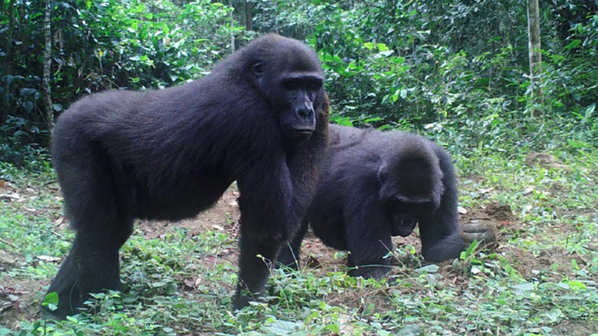 illumina's tweet photo. Every year, thousands of great apes are being captured for illegal trade. A new Illumina iConserve project seeks to create the first genomic atlas of gorillas so that confiscated gorillas can be sequenced &amp; matched to their population of origin. #Genomics https://t.co/Oq3QDPt88q https://t.co/ZtIUZz2vNr