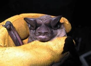 WSU Wildlife Ecology's March Mammal Madness! tweet media