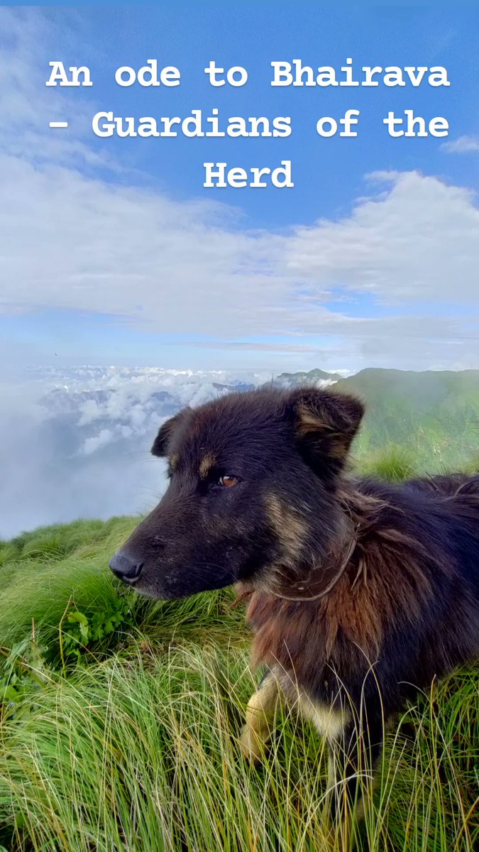 shepherdsofhim's tweet photo. An ode to Bhairava: Mount of one of the fierce incarnation of the God #Shiva. The #Guardians #dogs are one the most efficient deterent to wild predator in the #Himalaya, reducing the negative interaction, promoting the #coexistence in the shared landscape. #mountains #IYRP https://t.co/QYc1d7NUq7