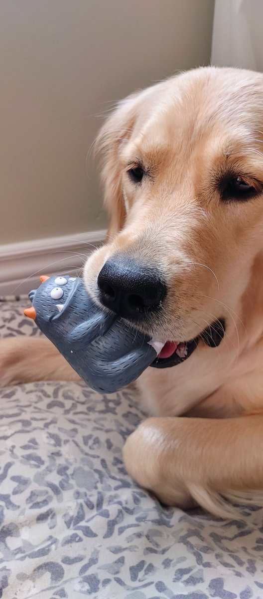 lauraknew's tweet photo. Wanda entered into an @alternasavings staff pet talent contest. I think her greatest talent is being so darn cute. #nationalpetday #Imnotbiased https://t.co/n9VZOilIIC