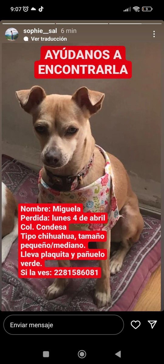 #Extraviada Miguela, perra tipo chihuahua, talla chica/mediana, color café claro. Portaba pañuelo verde y collar con placa. 4/abr/22, col. Condesa, alcaldía Cuauhtémoc, CDMX