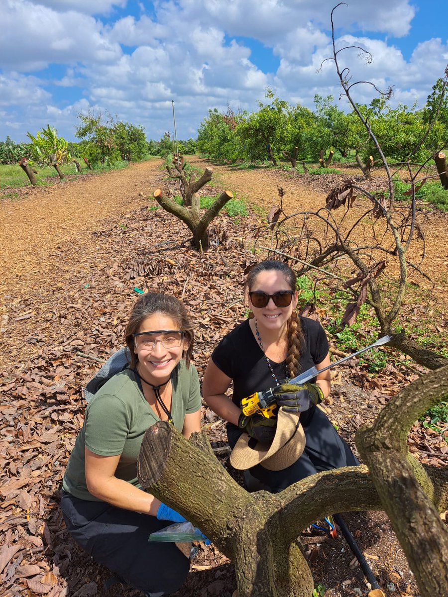 ClinicPlant's tweet image. We enjoyed collecting #avocado trunk tissue for #fungicide residue analysis. This is part of our #LaurelWilt #fungicide field trial 🍄💀🥑. Lots of hard work ahead to transform all these samples into powder! @CaSendoyaC_ @MoniNaviaU @UFTropical @UFPlantPath