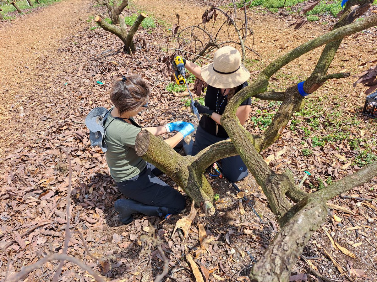 ClinicPlant's tweet image. We enjoyed collecting #avocado trunk tissue for #fungicide residue analysis. This is part of our #LaurelWilt #fungicide field trial 🍄💀🥑. Lots of hard work ahead to transform all these samples into powder! @CaSendoyaC_ @MoniNaviaU @UFTropical @UFPlantPath