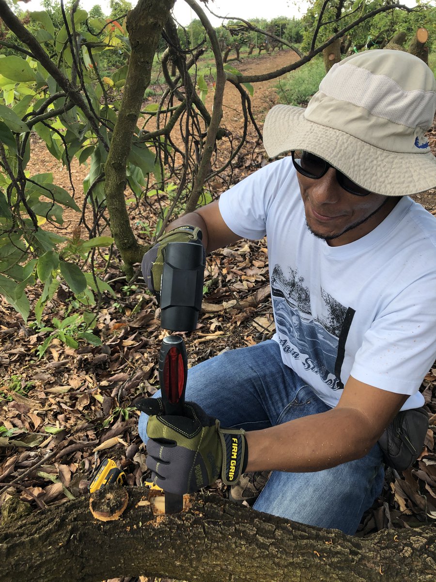 ClinicPlant's tweet image. We enjoyed collecting #avocado trunk tissue for #fungicide residue analysis. This is part of our #LaurelWilt #fungicide field trial 🍄💀🥑. Lots of hard work ahead to transform all these samples into powder! @CaSendoyaC_ @MoniNaviaU @UFTropical @UFPlantPath