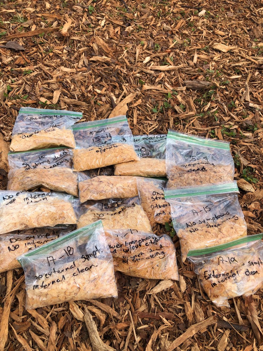 ClinicPlant's tweet image. We enjoyed collecting #avocado trunk tissue for #fungicide residue analysis. This is part of our #LaurelWilt #fungicide field trial 🍄💀🥑. Lots of hard work ahead to transform all these samples into powder! @CaSendoyaC_ @MoniNaviaU @UFTropical @UFPlantPath