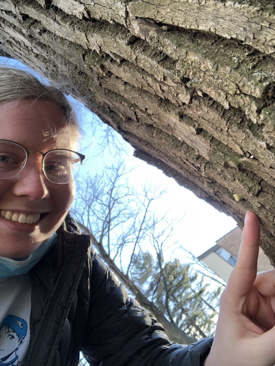 beeecucumber's tweet photo. A little bit late—I eventually found the tree with the protective tubing around it last week! @LehighEcology #ees028 https://t.co/MZKWDPEvZu