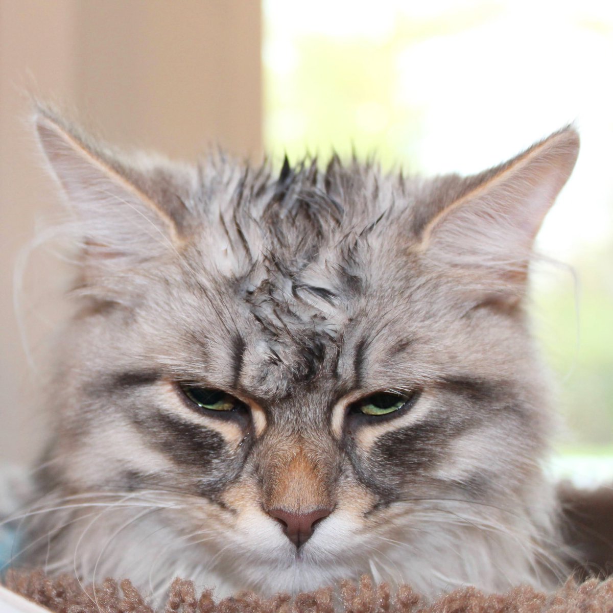 Pi after the kids bathed him.

#GrumpyCat