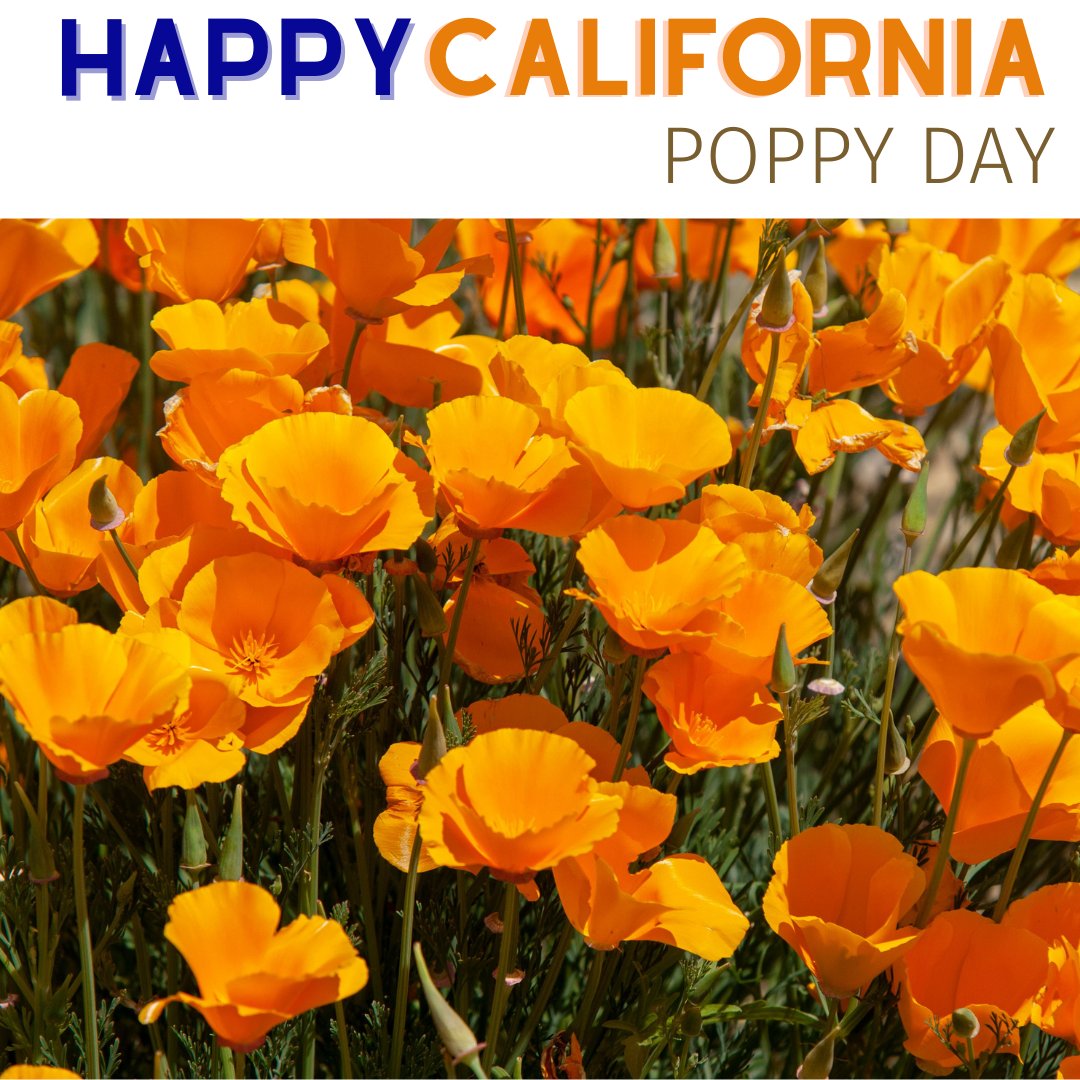FlowCreativeSp1's tweet photo. The California Poppy, eschscholzia californica, was established as the official state flower on March 2, 1903. 107 years later, April 6th became #CaliforniaPoppyDay to honor this amazing flower, which epitomizes #California's natural beauty! https://t.co/j4CHszyWmx