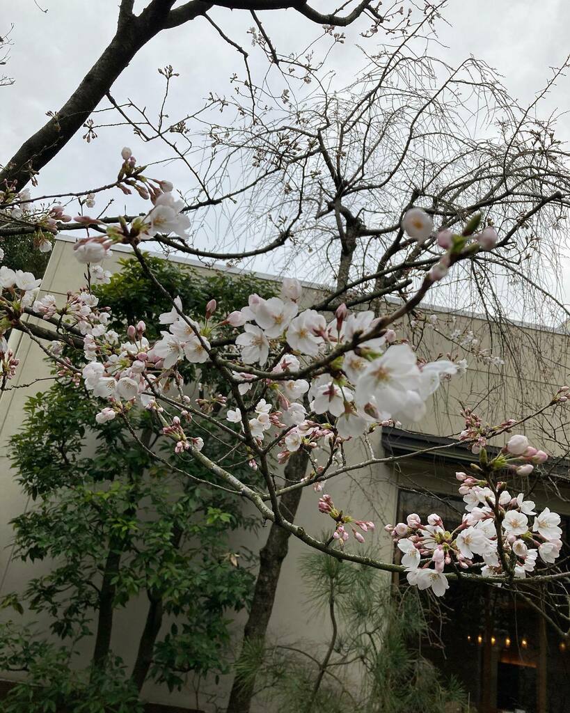 GerriraSaunner's tweet photo. #巣鴨 #東京染井温泉 #SAKURA
#サウナ #サ活 #水風呂 
#スパ #温泉 #お風呂 #癒し https://t.co/5kMjvVd5bt https://t.co/h30opPpT1K