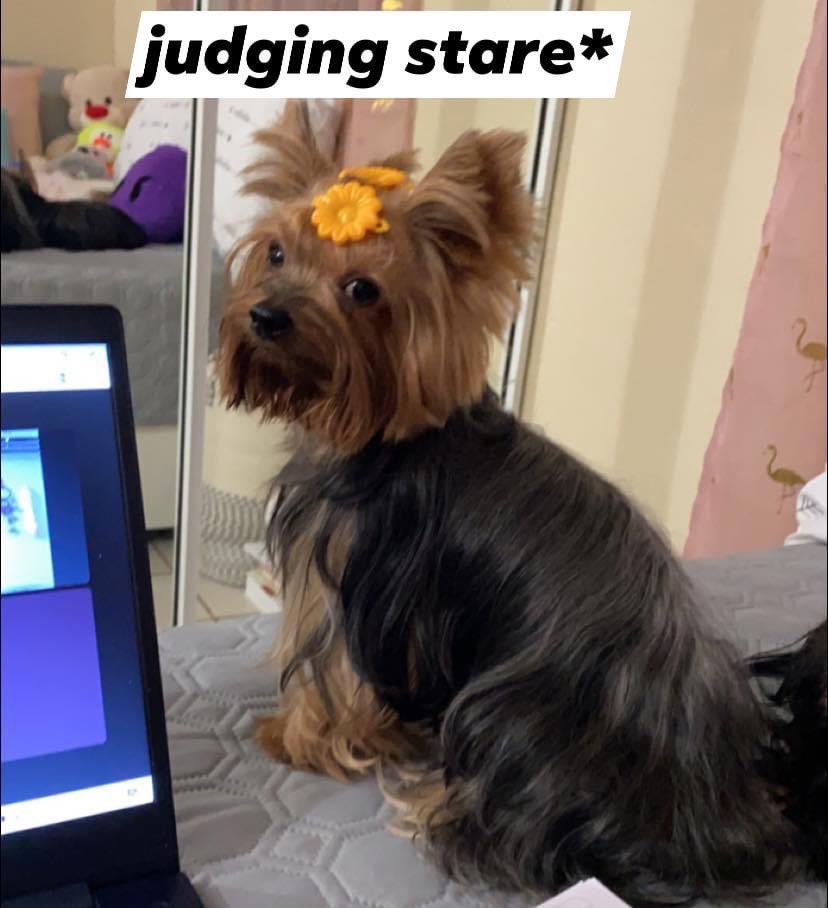 yooniedae's tweet photo. @Preyoti_1 my first love yes indeed my lovely dog daughter❤️ https://t.co/ij1SMioTYR