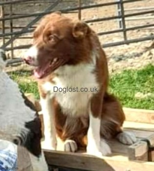 millypod1's tweet photo. BOB HOME SAFE. THANKS FOR RT's 😊🐕🐾

🆘3 APR 2022 #Lost BOB #ScanMe 
Red And White Border Collie Male
Last seen on the Talgarreg Synod Inn Road on the day he went missing.
#Talgarreg #LLandysul #Ceredigion #Wales #SA44
SIGHTINGS**
https://t.co/t1m4IqLRPi https://t.co/y11jr2gjpS