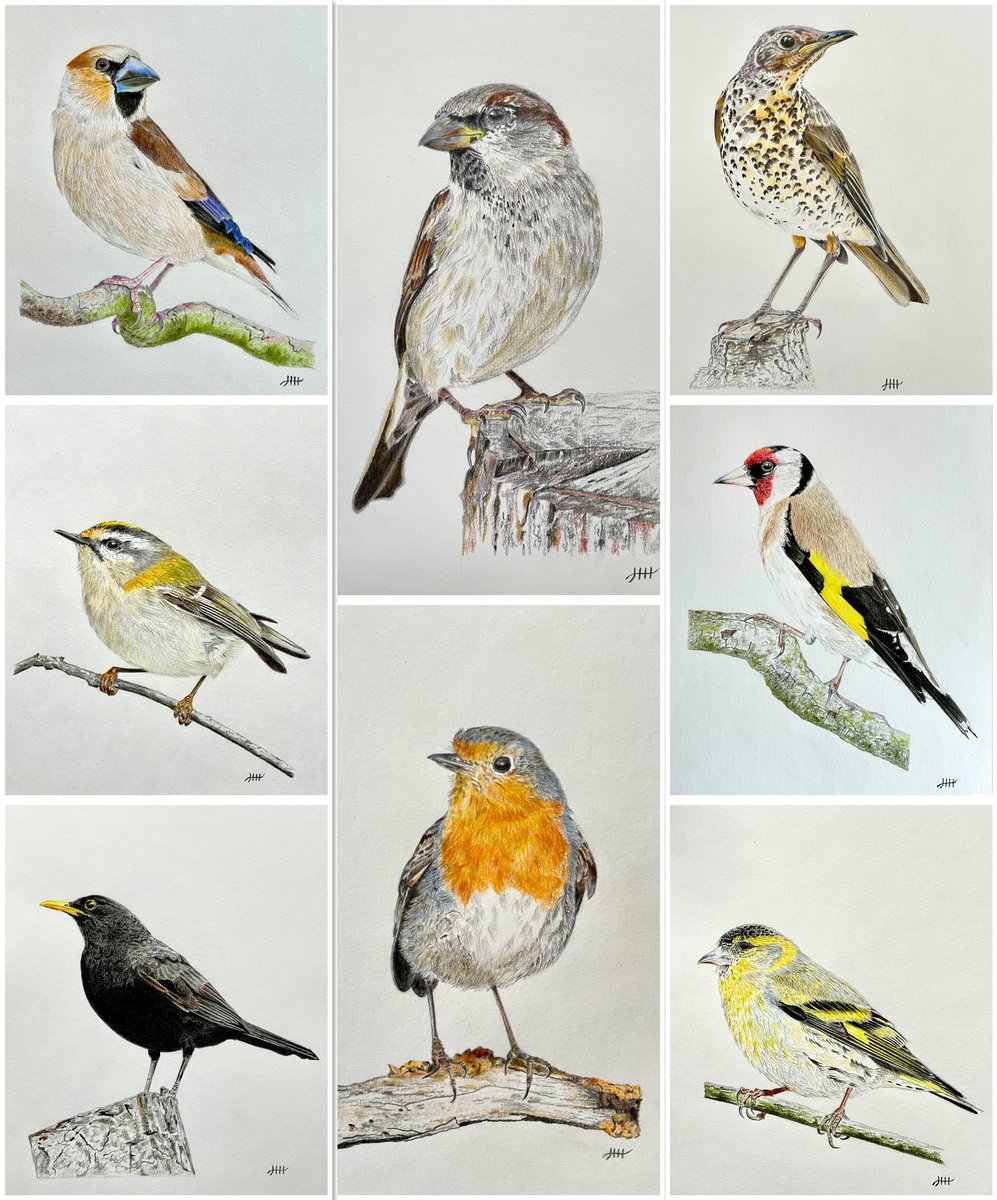 hh_painting's tweet image. All my drawn birds in a collage ✍️ #blackbird #firecrest #robin #housesparrow #songthrush #goldfinch #siskin #hawfinch #birds #bird #colouredpencils #drawing #art #artistontwitter