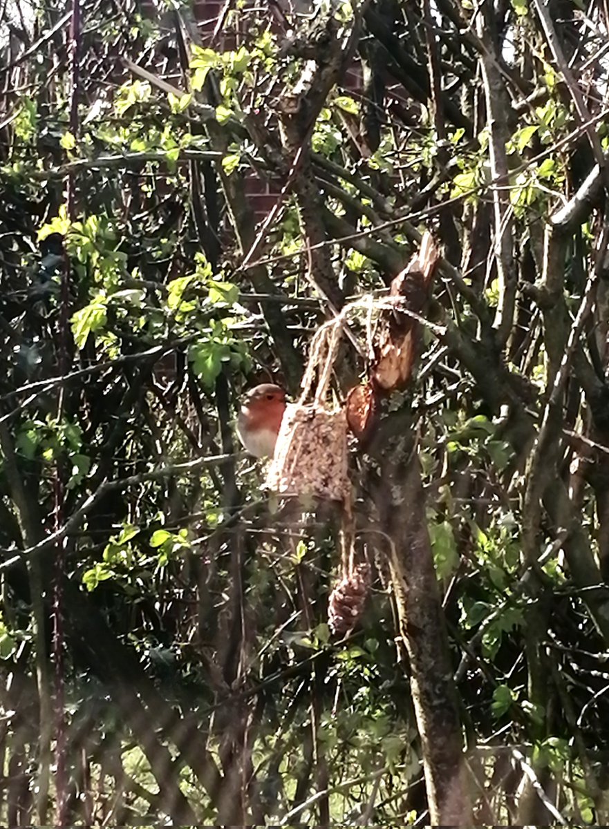 PoppyToms's tweet photo. @FriendlyClubMag Enjoying watching the birds feeding off seed feeders we made with junior youth at Yorkshire Da's Bilton site in Harrogate #natureforeveryone #camping https://t.co/B7NgSid1so
