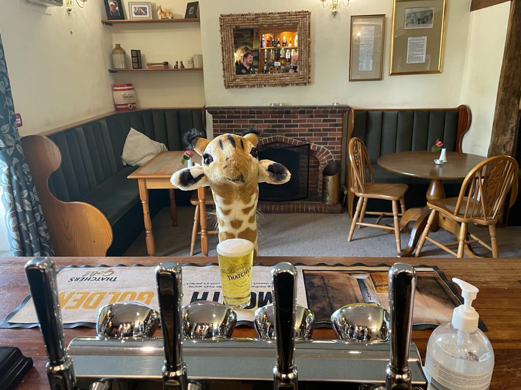 Having my first ever pint @PenrhosArms. A big thank you to Rhys & Shirley who organised a Bingo Night there, where customers raised £140 for Jenny.

#JourneyOfJennyTheGiraffe - travelling across the country to fundraise urgent surgery for Jenny the Human 
https://t.co/Y7s6Z8ktJ7 https://t.co/xREbBnLGgy