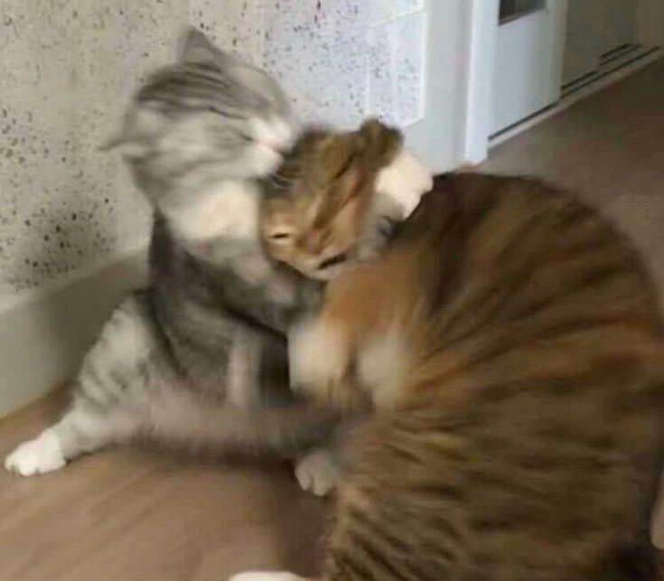 chitaprrr_05's tweet photo. nct dream as cat 🐈 https://t.co/VujkqxCeWv