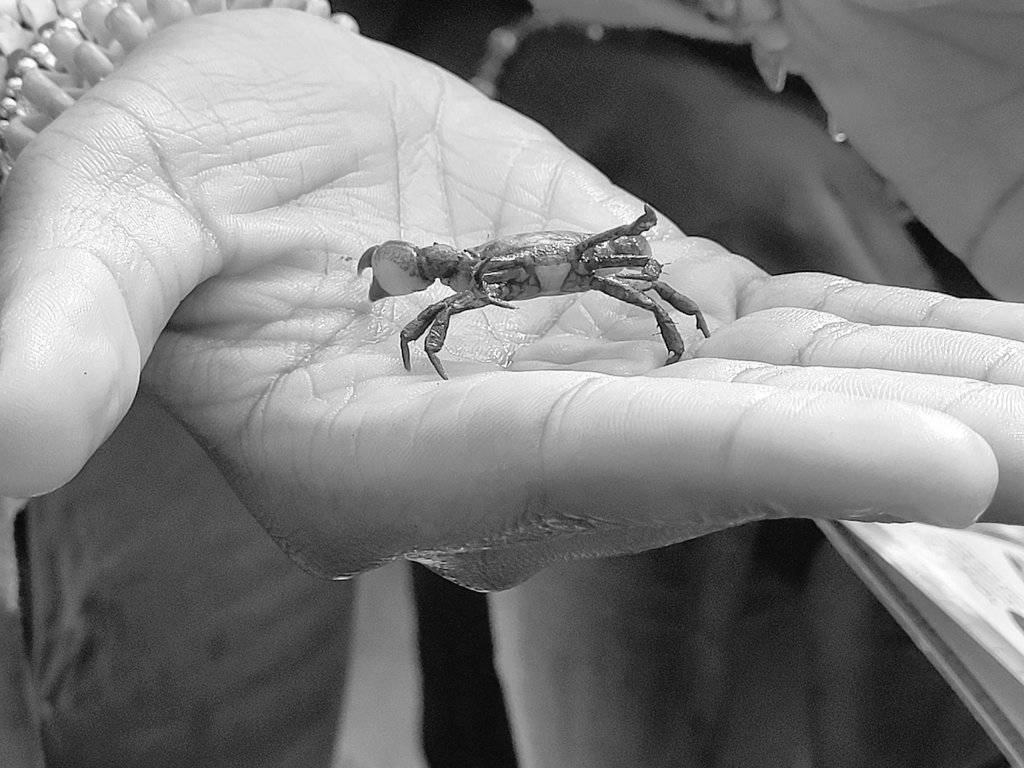 marymoon83's tweet photo. Another great day on the water riding in thr #JennyS, learning about the critters in the James River and the Chesapeake Bay!! @chesapeakebay #NansemondRiverPreservationAlliance @jfkwolverines @ScienceSPS #outdoorlearning #scienceinspires https://t.co/4i6cCyY46i