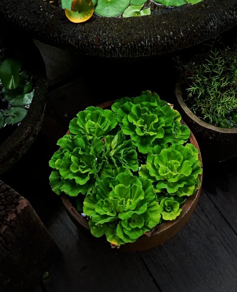 ghostbridexue's tweet photo. I heard that one's must obtained a special permit to possessed the water lettuce in Florida ..
#waterlettuce #watercabbage #shellflower #naturelover #landscapephotography #landscape https://t.co/qw3m8pJroL