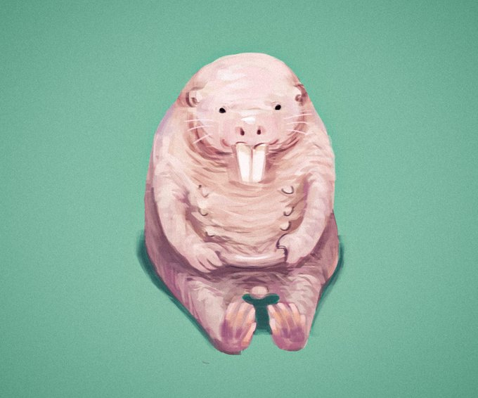 ハダカデバネズミのtwitterイラスト検索結果 ハダカデバネズミのtwitterイラスト検索結果