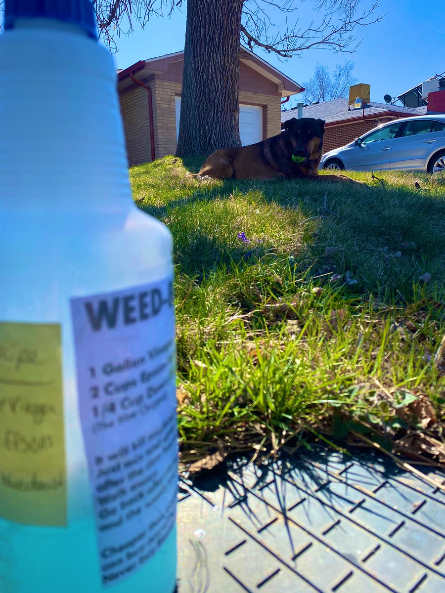 danielle_c8's tweet photo. My weed killing K9 βkompanionβ π
#dogmom #weedsbegone #spring #holywindbatman #cowx #4wx https://t.co/GE4bFGsWCK