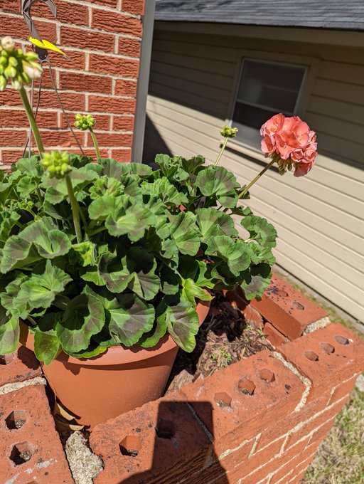 Geraniums 💕 https://t.co/GSwqtkusi9