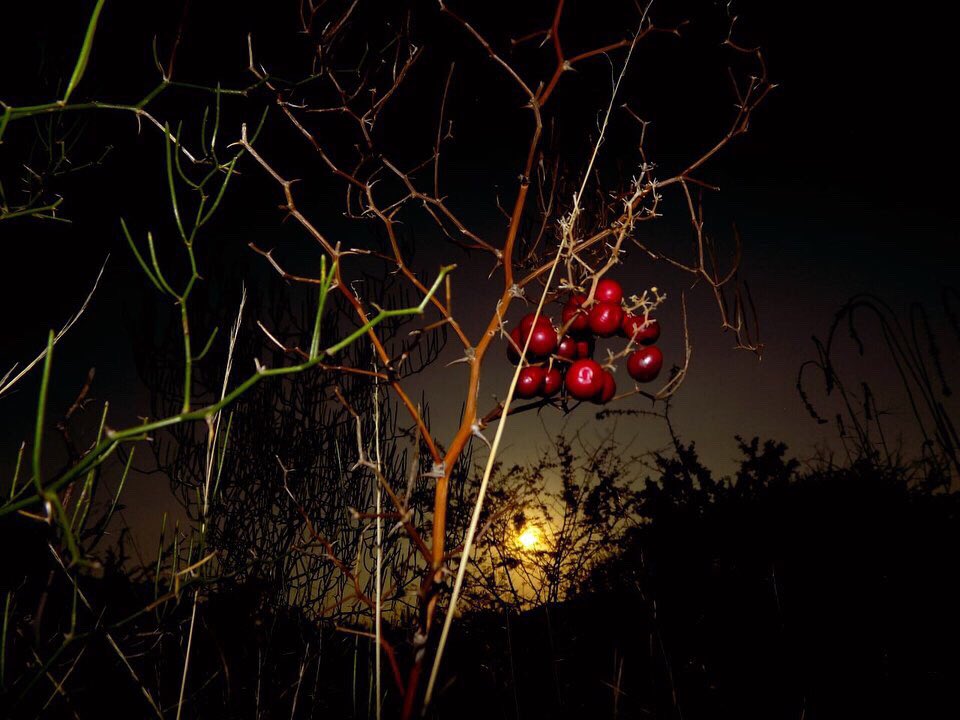 BblckVice's tweet photo. 🌍🌑🌱 https://t.co/BHlmShz7SM