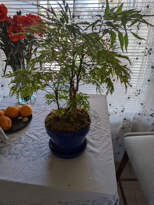 Some weird bonsai type thing 😊 https://t.co/F9fSvTbip6