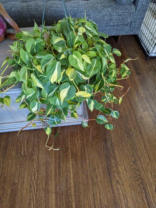 Hanging plant trailing for my room 💗 https://t.co/orLKkwztRt