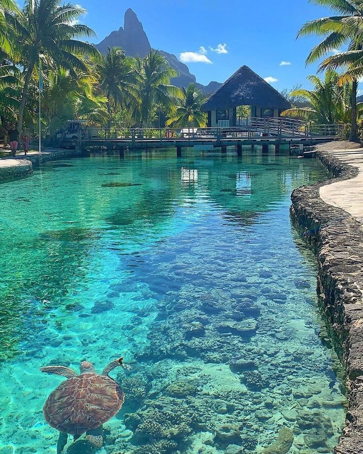 Bora Bora 🐢