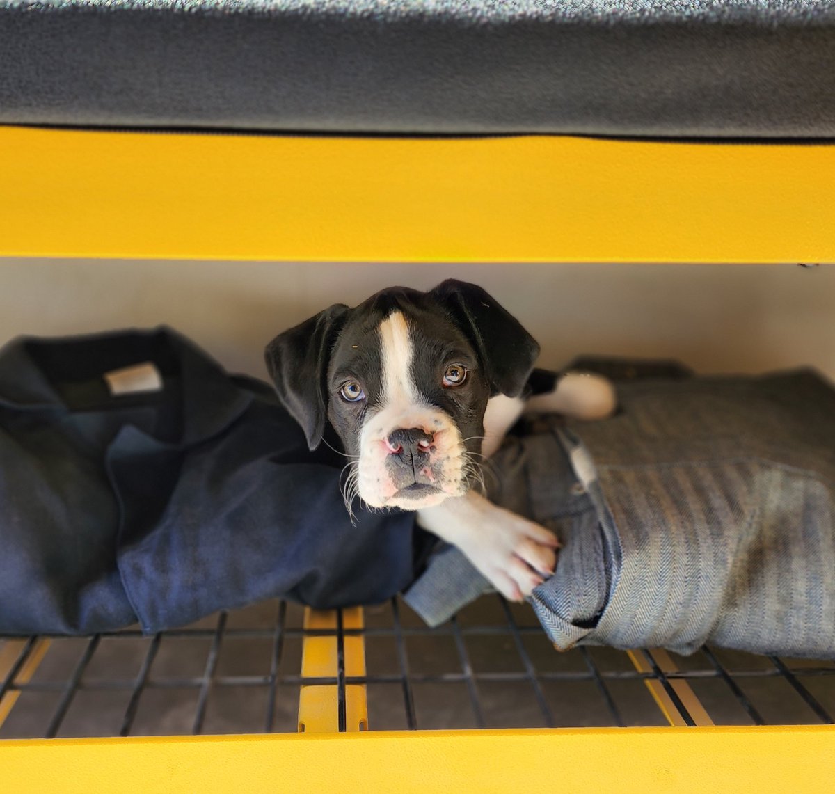 WattersonJeni's tweet photo. Meet Rosco P. Coltrane https://t.co/R2HRGBN0mt