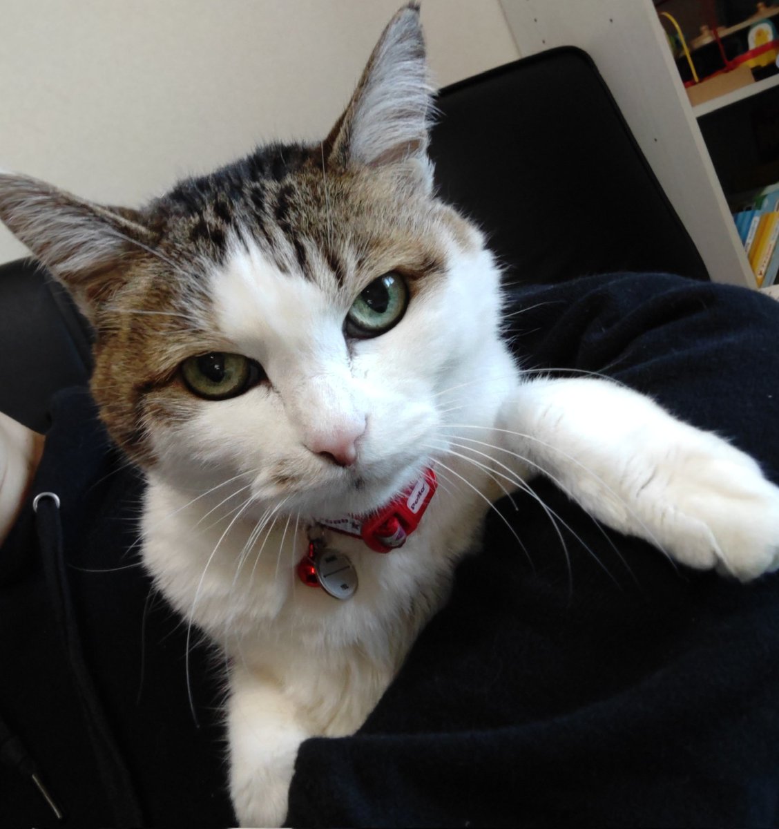 27knina's tweet photo. 過去にバズったこの子。
元気に18歳になりました。
体力は若干落ちてる気がしますが歯もしっかり揃ってて、病気もなく至って健康。
母ちゃん思いの良い子。
えらい。 https://t.co/66VhVhMkBa