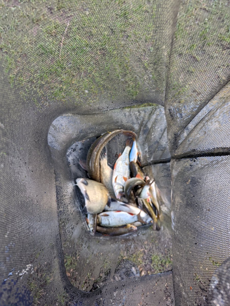 Titch_World's tweet photo. Not a bad day on the pond 🎣 #HereFishFishFishy https://t.co/QJukTGNIcQ