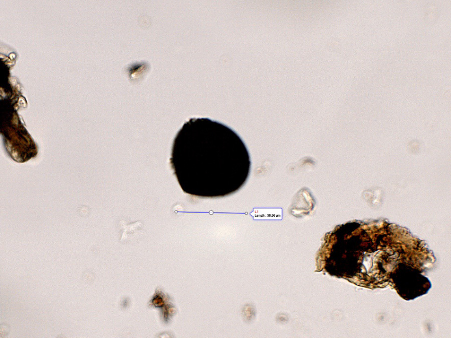 curratovic's tweet image. Dear pollen colleagues, have you ever seen this NPP? I am clueless. It is a sub-globose sporomorph around 35µm wide. Walls look so dark that I am cannot confirm there is an aperture. Any suggestion will be much appreciated! #palynology #pollen #npp #palaeoecology #pollenanalysis