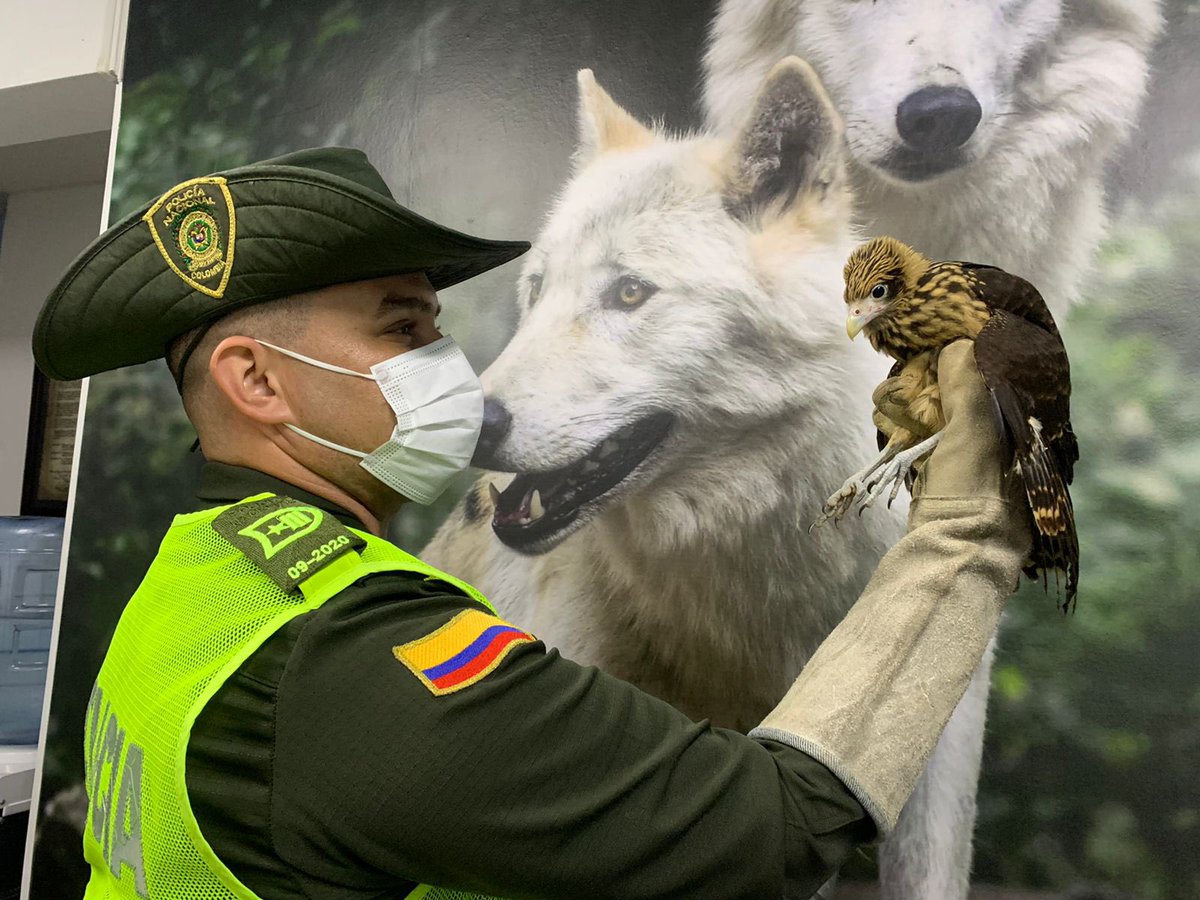 PoliciaPereira's tweet photo. @ProteccionPonal en #Pereira, realizó la aprehensión preventiva de 01 águila pigua, especie dejada a disposición de la autoridad ambiental competente. #YoCuidoElPlaneta #ApasiónatePorLaNaturaleza #EsUnHonorSerPolicía https://t.co/m6HAajWomC