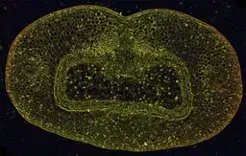 UoDLifeSciences's tweet image. Pls RT: @EastbioDTP project @dundeeuni open for #PhD applications
Maternal control of grain development.
With Sarah McKim 
Deadline: 29 April 2022
buff.ly/3LBUYVu
#cellbio #developmentalbio #plants #genetics