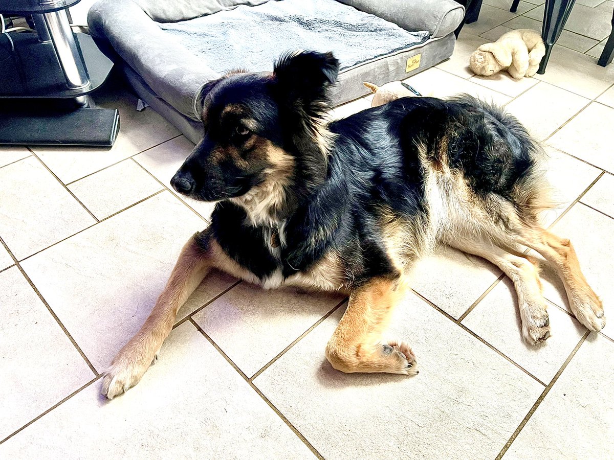 KickLizard7's tweet photo. Nonchalant… #RescueJack https://t.co/7MyTflWYd4