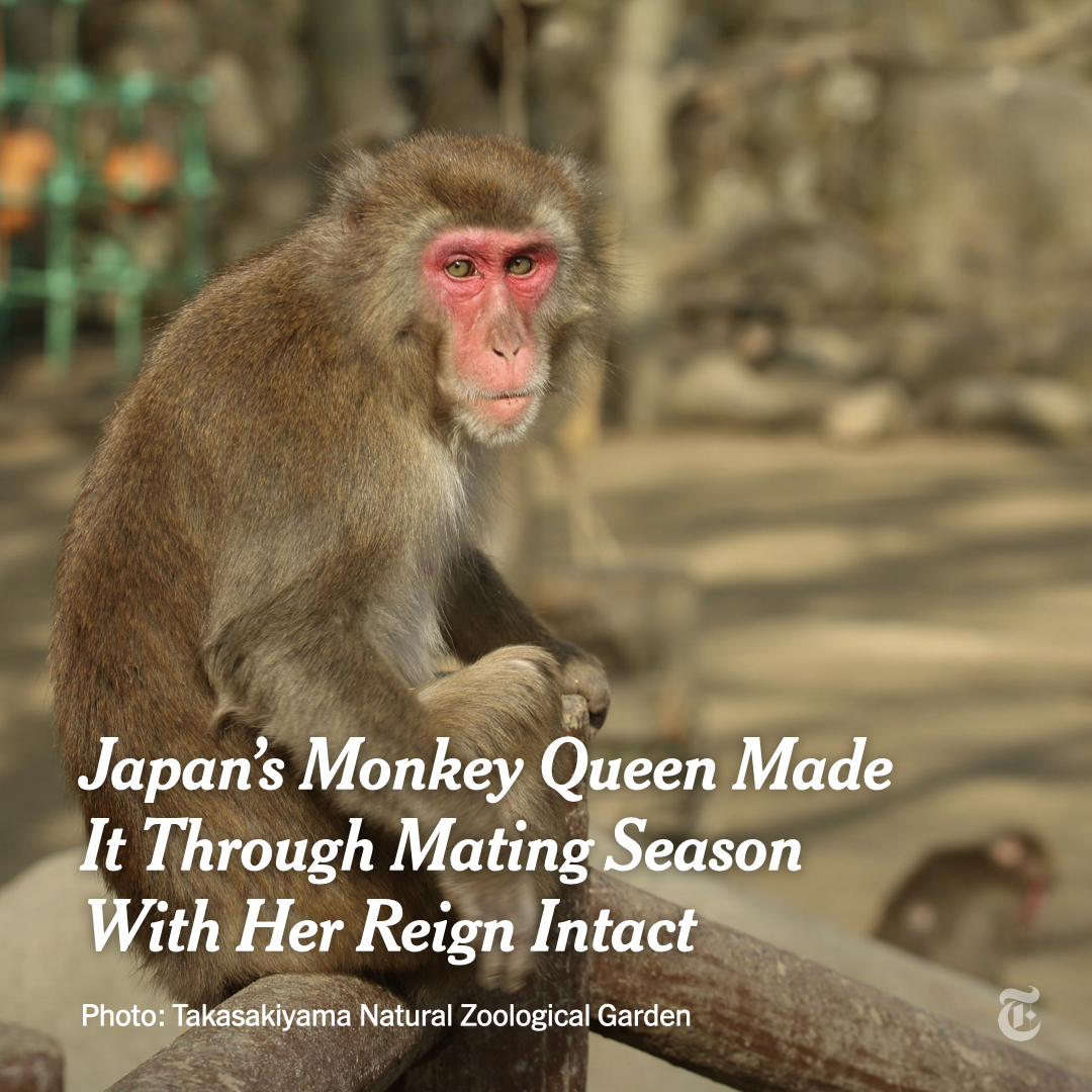 nytimes's tweet photo. The reign of Japan’s monkey queen has just begun.

In Yakei's first breeding season, the 9-year-old female Japanese macaque played the field and mated with at least one male, all while managing to maintain her status as her troop’s alpha. https://t.co/FGBTaPpgvS https://t.co/1YpMxDqgJe