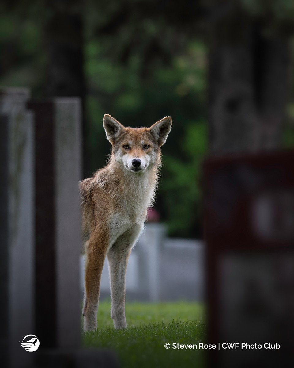 CWF_FCF's tweet image. "A quick glimpse of a coyote among the tombstones" ⚰🐺 Runner up pic by Steven Rose in our 'Urban Interaction' category of 2021's #ReflectionsOfNature Photo Contest! #WildlifeWednesday

See all winners: ow.ly/CYbK50IxPYH