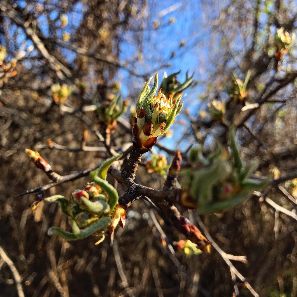 SweMetalChef's tweet image. The power! \m/ #power #nature #spring #regrowth