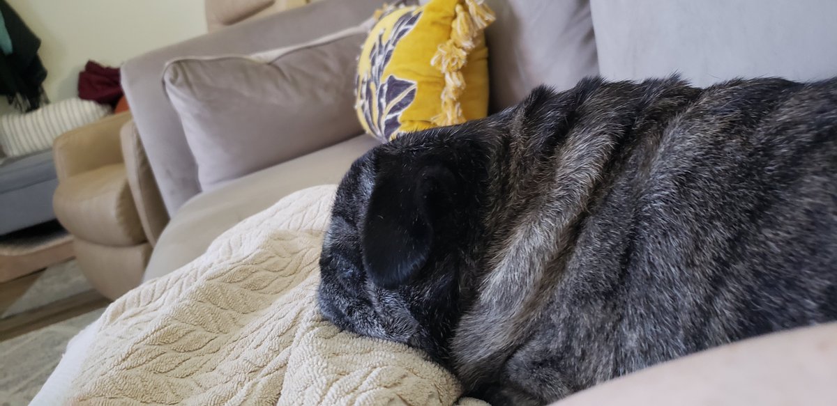 PnutEllie's tweet photo. Day 3 home sick 🤧 at least my furbabies are here to keep me company #pugglesnuggle #pugsnuggle https://t.co/gfSyJBitND