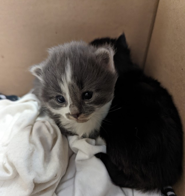 windsorhumane's tweet photo. These babies were kit-napped from their mom. As wonderful as our foster volunteers are, they can't be cat moms like cats can. If you find a kitten, please check out this info before acting: https://t.co/rIuV8o7jjE
#endkitnapping #kittensneedtheirmamacats https://t.co/qIIEXIFPCk