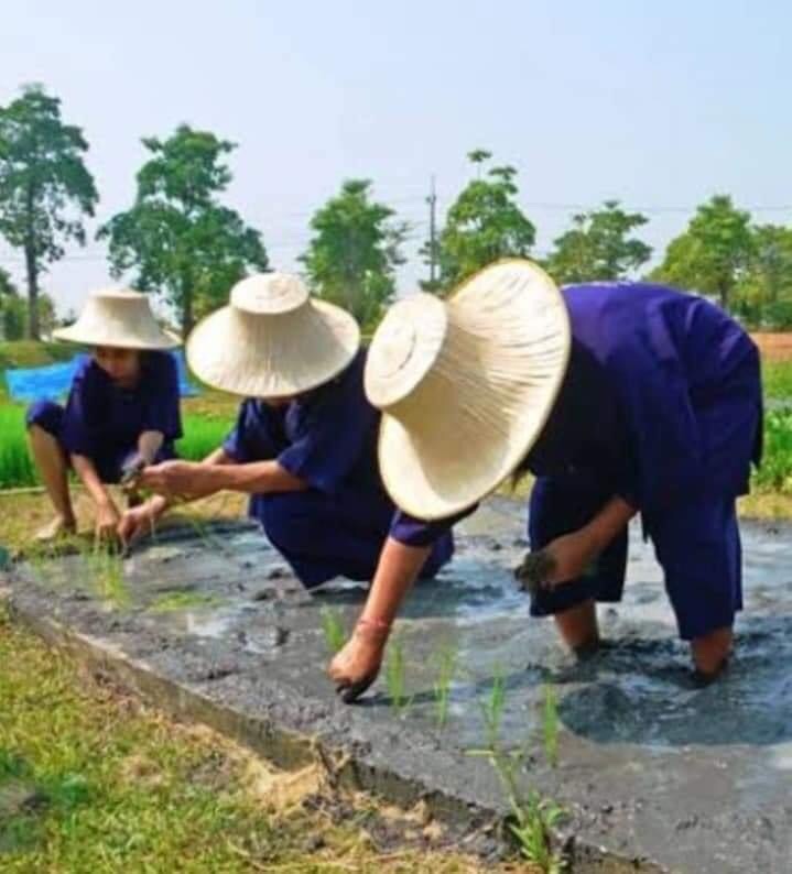 Tayland’da pirinç tarlaları çok güzeldir: